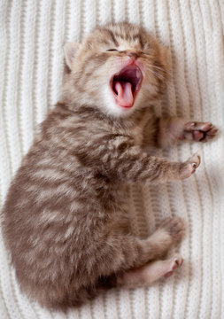 Newborn Yawning British Baby Kitten