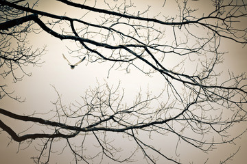 птица в небесах сквозь ветви дерева