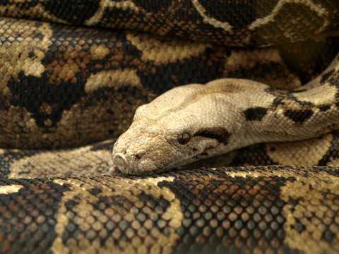 Serpent anaconda
