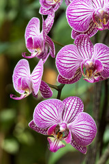 Orchidee