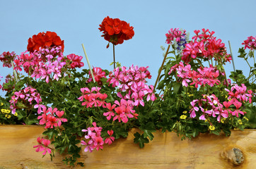 red geranium flowers planted in the tree trunk