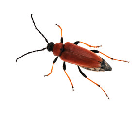 large red isolated bug