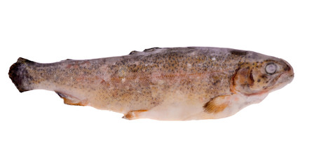 single frozen trout isolated on white