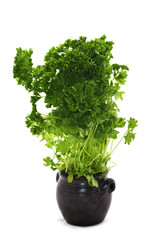 parsley on white background