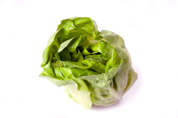 Fresh butterhead lettuce