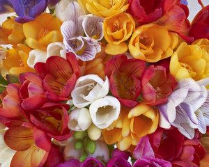 Fototapeta premium colorful freesias, floral background