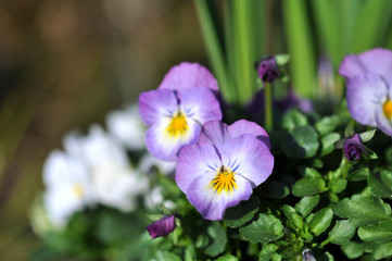 Viola tricolor, freudige Blümchen