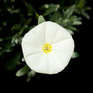 White Flower - Silverbush