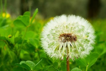 soffione in un campo di trifoglio