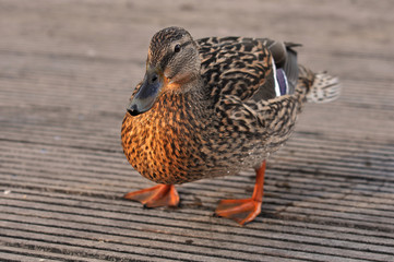 Stockenten. Wilde Ente. Solo