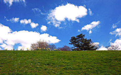 Green grass and blue sky in early spring