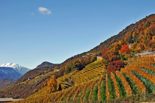 Vigneti dell'Alto Adige,  strada del vino - Renon