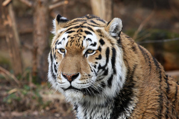 Sibirischer Tiger