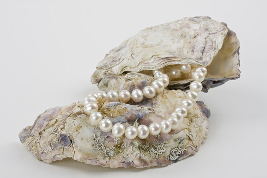 Perlenkette und Austernschalen