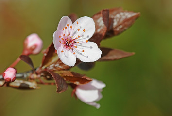 Obraz premium Blutflaume