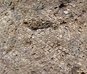 palm tree bast