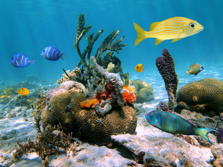 Colorful marine life underwater in the Caribbean sea with coral, tropical fish and sponges, Mexico