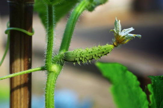 cornichons,pickles,comcombres,potager,jardinage
