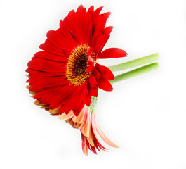 Daisy flower mirror