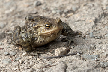 Frog