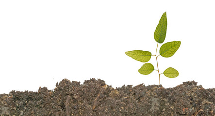 sapling growing from soil