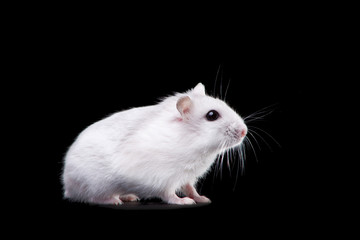 white hamster on isolated black