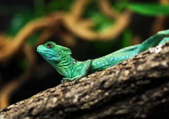 Green lizard
