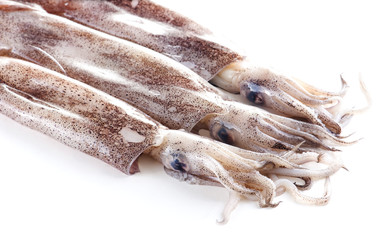 Fresh calamari on a white background