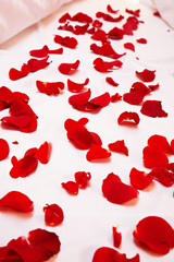 Petals of rose in bedroom