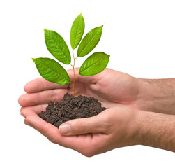 sapling  in hands