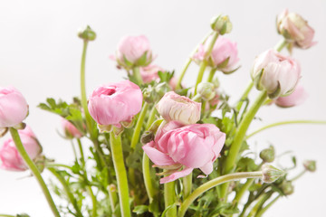 pink Ranunculus