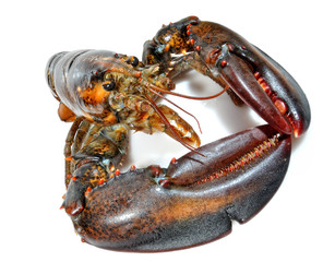Lobster.