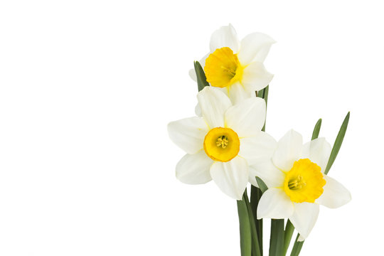 narcissus flowers