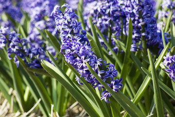 close up of hyacinth flowers
