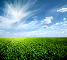 Obraz premium Grass