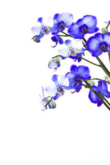 Naklejka na ściany i meble Piękna fioletowa orchidea, phalaenopsis