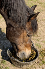 Welsh Cob Eating