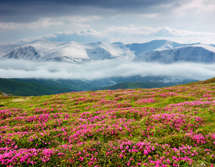 Obraz premium Spring landscape with the cloudy sky and Flower