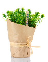 thyme herb plant in pot with beautiful paper decor isolated