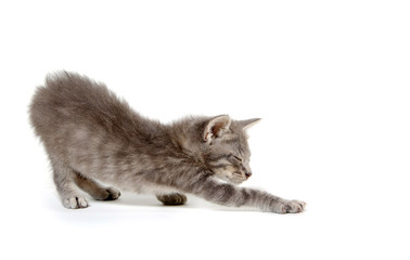 Fototapeta premium Cute gray kitten on white