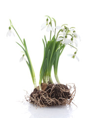 snowdrops with roots and soil isolated on white