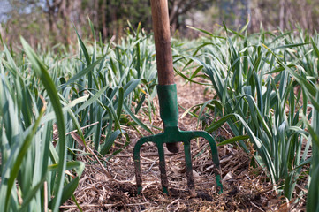 mulched rows of garlic and fork