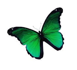 Green butterfly flying, isolated on white