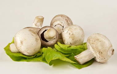 Ffresh champignons