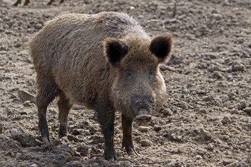 Wildschwein
