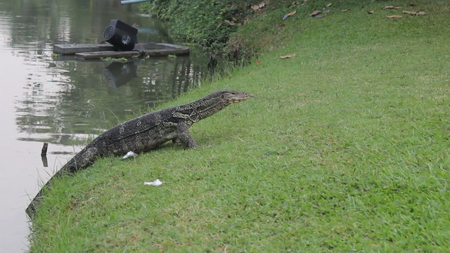 Monitor Lizard Retreating To The Water