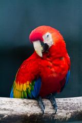 Scarlet macaw