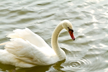 White swan in water