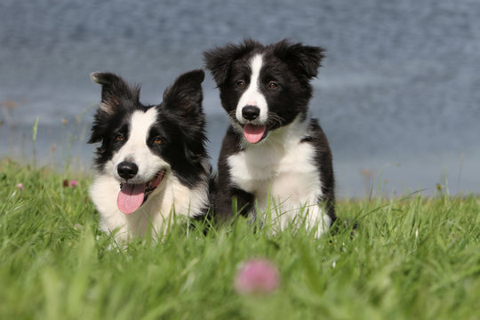 jeune border collie et sa maman