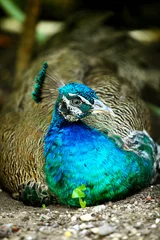 Crédence de cuisine en verre imprimé Paon peacock